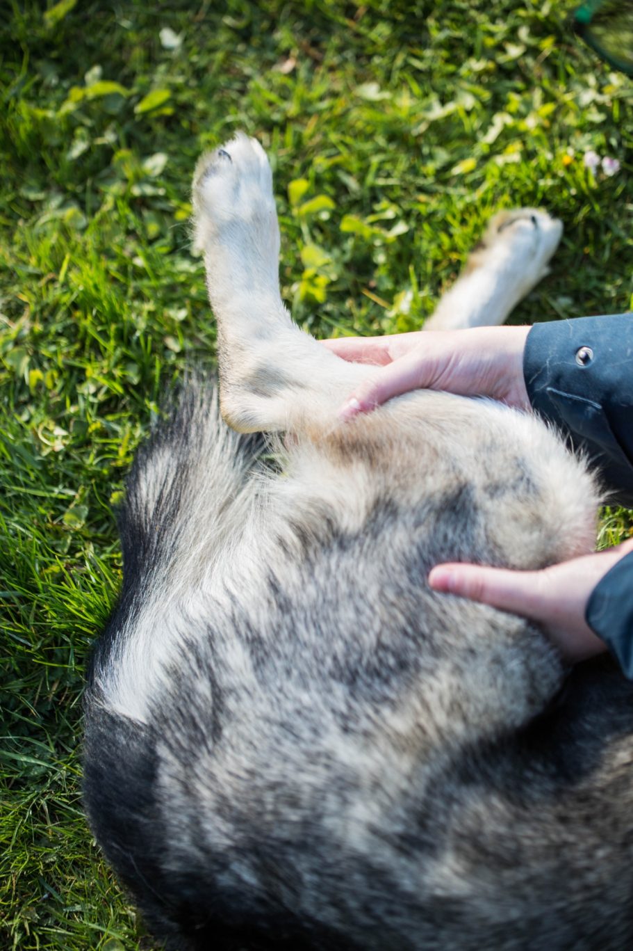 Therapieangebote Mobile Tierphysiotherapie Jillian Bone in Ostfriesland