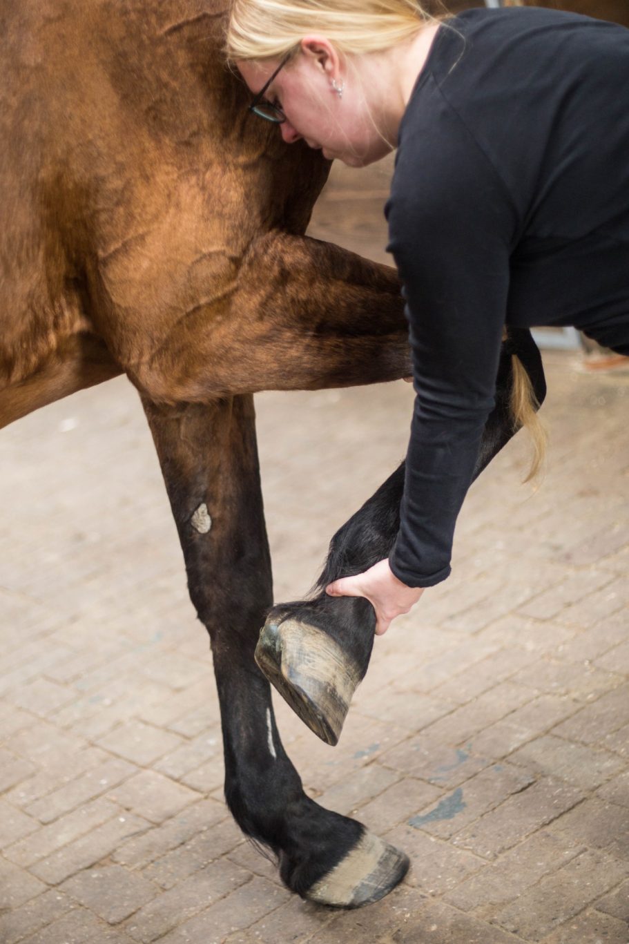 Therapieangebote Mobile Tierphysiotherapie Jillian Bone in Ostfriesland