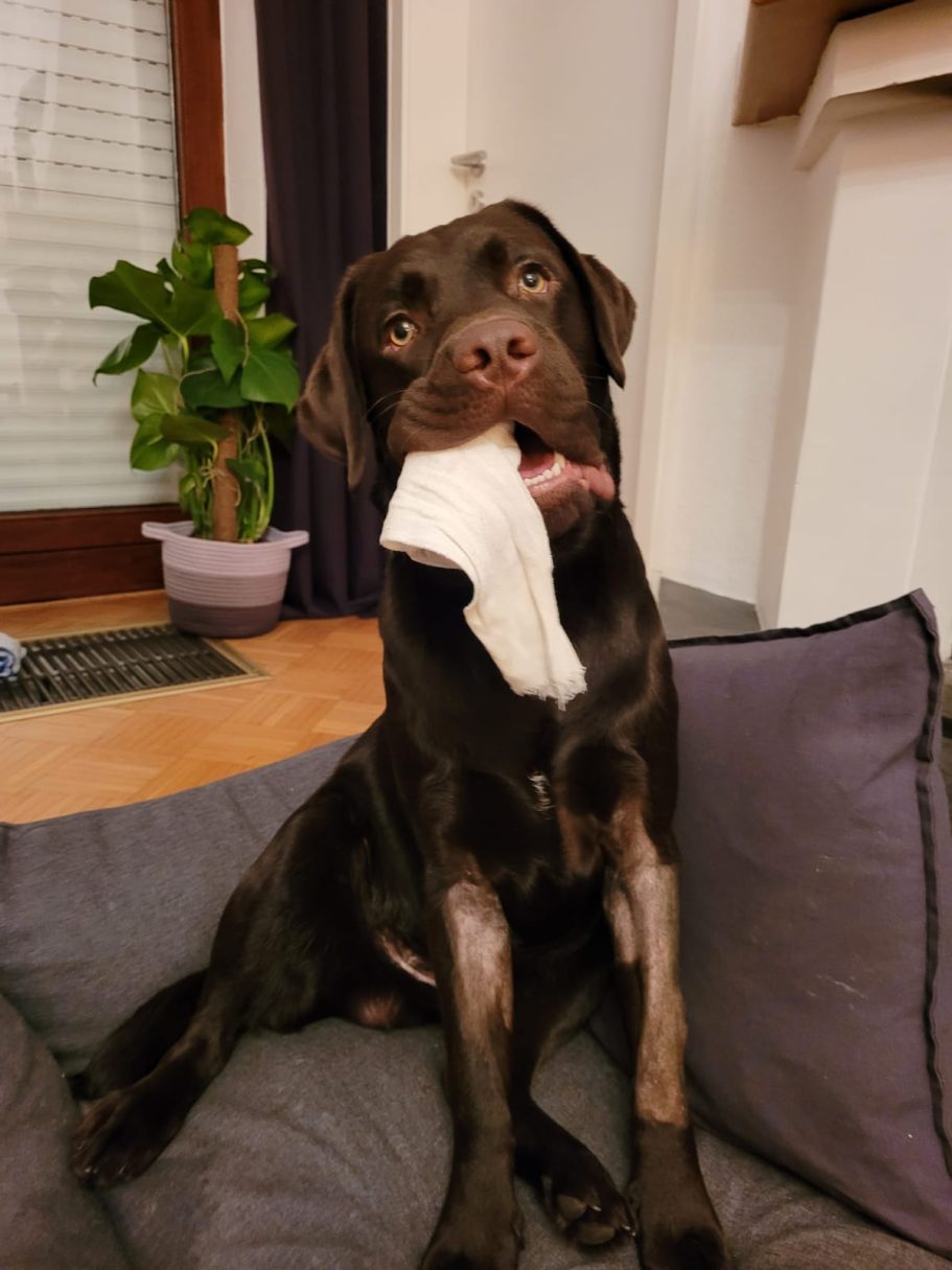 Therapieangebote Mobile Tierphysiotherapie Jillian Bone in Ostfriesland