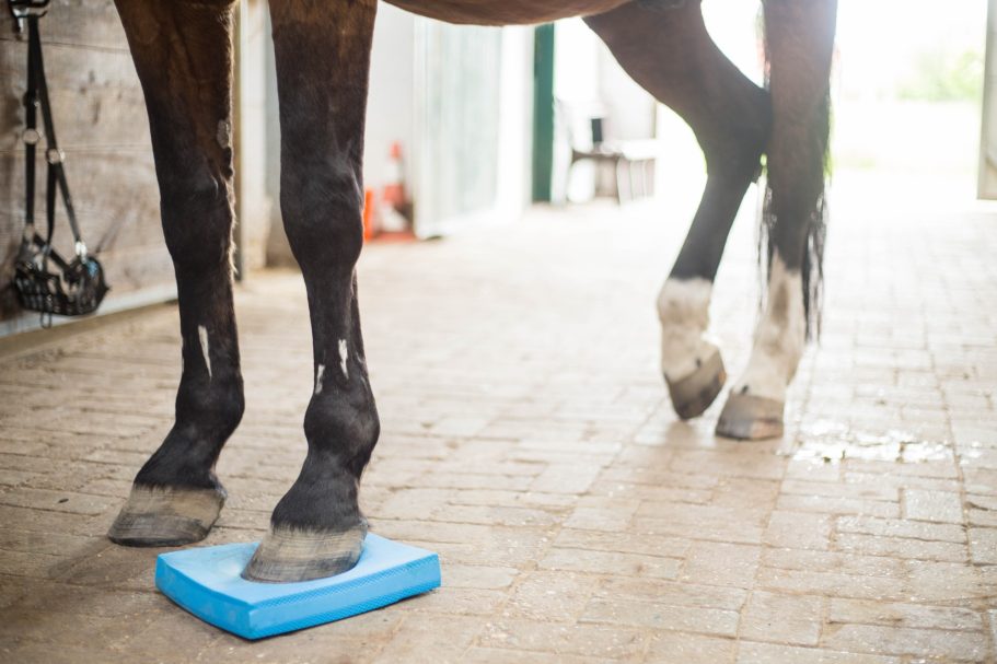 Therapieangebote Mobile Tierphysiotherapie Jillian Bone in Ostfriesland