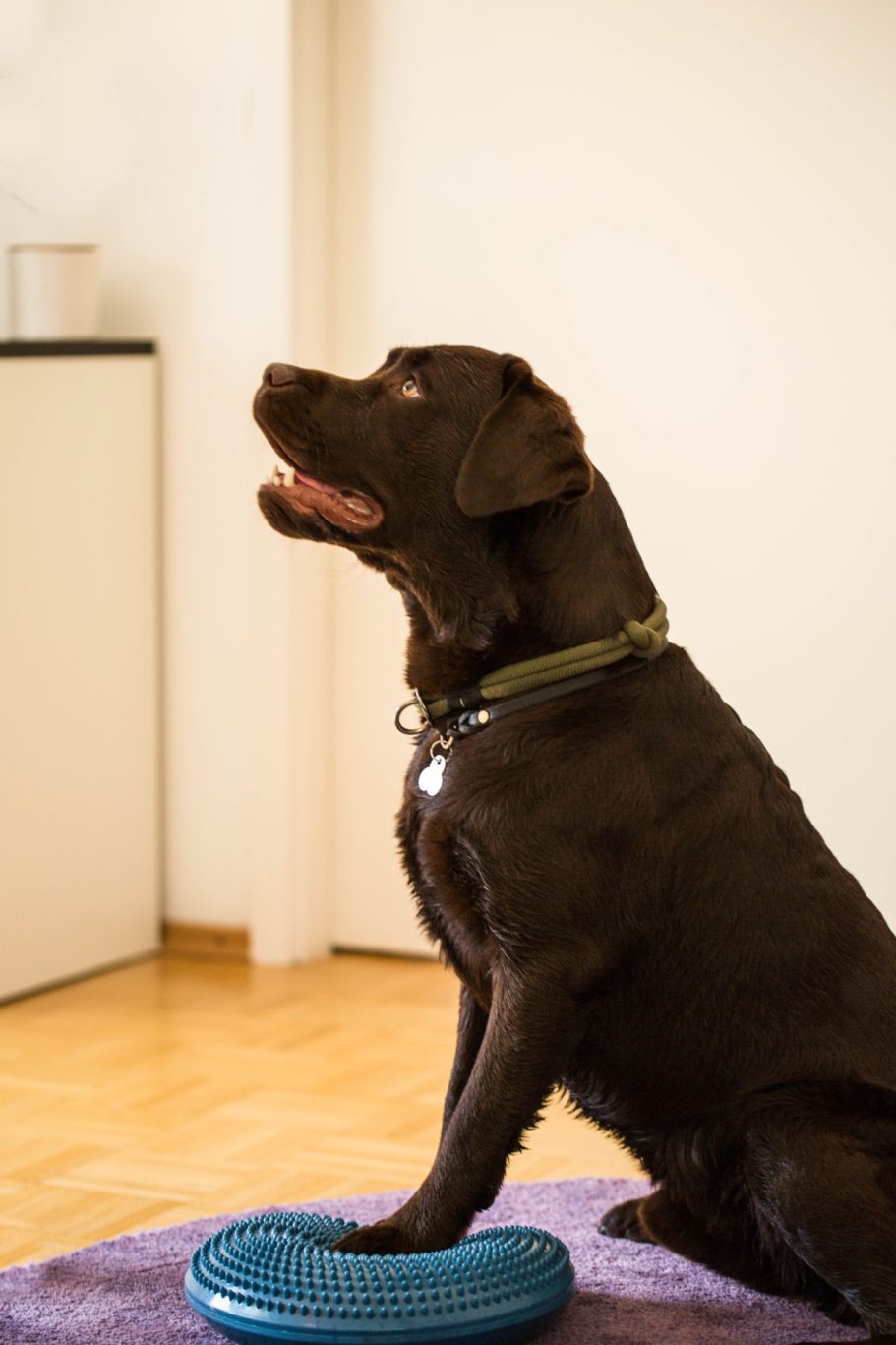 Therapieangebote Mobile Tierphysiotherapie Jillian Bone in Ostfriesland
