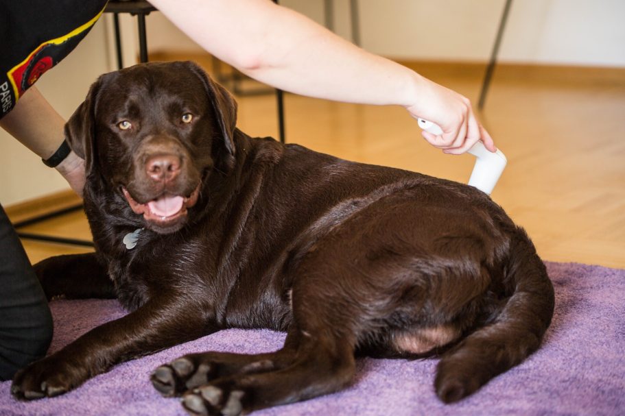 Therapieangebote Mobile Tierphysiotherapie Jillian Bone in Ostfriesland