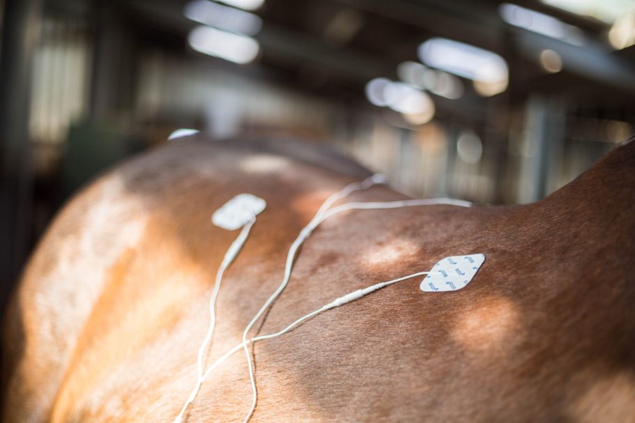 Therapieangebote Mobile Tierphysiotherapie Jillian Bone in Ostfriesland