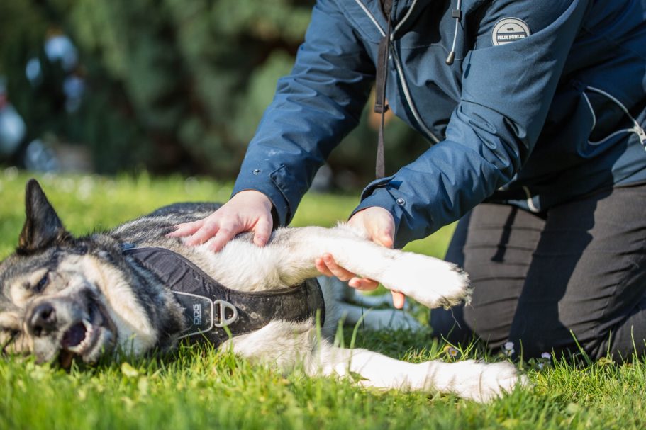 Therapieangebote Mobile Tierphysiotherapie Jillian Bone in Ostfriesland