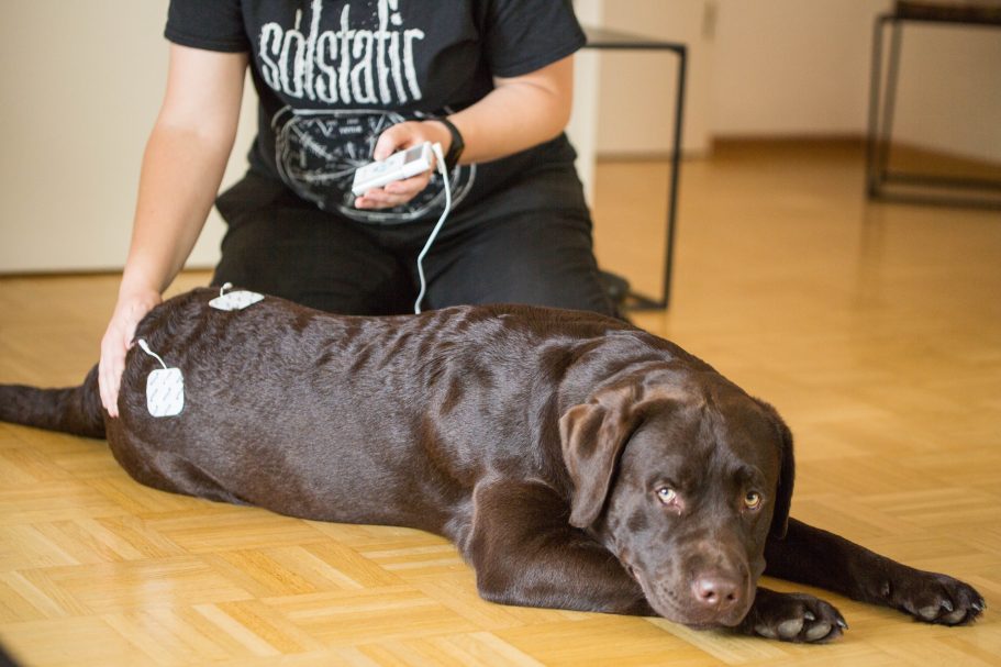 Therapieangebote Mobile Tierphysiotherapie Jillian Bone in Ostfriesland