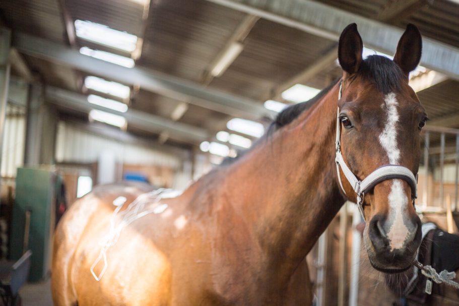 Therapieangebote Mobile Tierphysiotherapie Jillian Bone in Ostfriesland