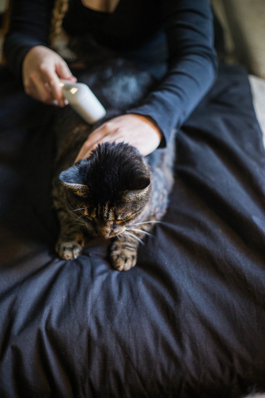 Therapieangebote Mobile Tierphysiotherapie Jillian Bone in Ostfriesland