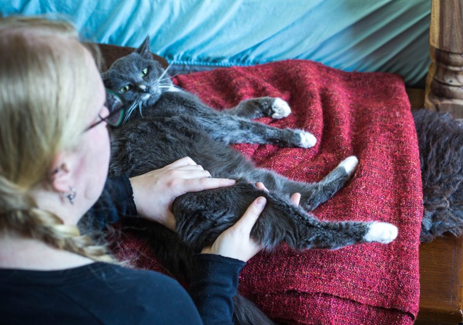 Therapieangebote Mobile Tierphysiotherapie Jillian Bone in Ostfriesland