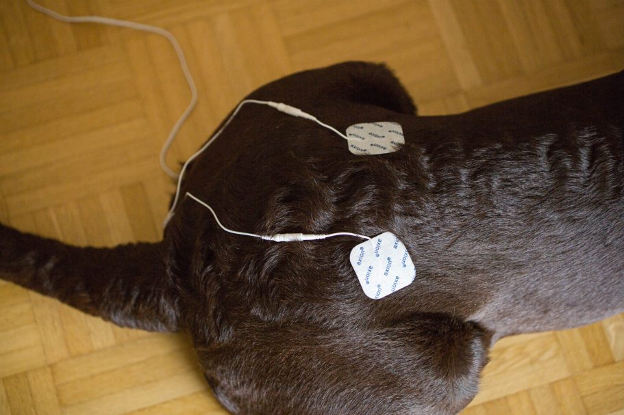 Therapieangebote Mobile Tierphysiotherapie Jillian Bone in Ostfriesland